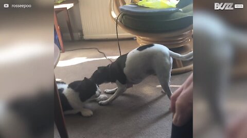 Canine loves to clean feline's ears!