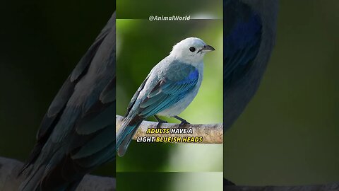 Most Beautiful Bird in the World | Blue Gray Tanager