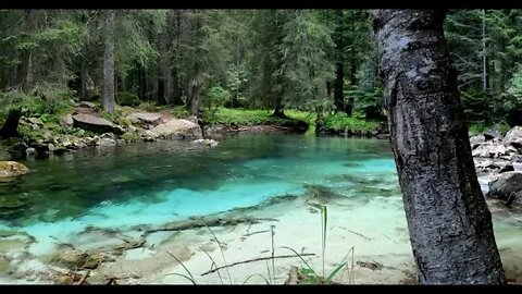 Flowing Water in the Forest, Relaxation, Therapy against stress, Relaxing Sounds😴🌱