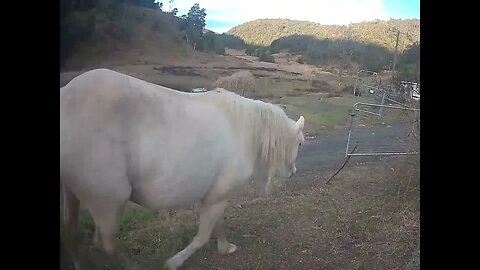 Palomino brumby