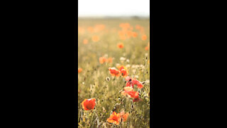 Wild Poppies *