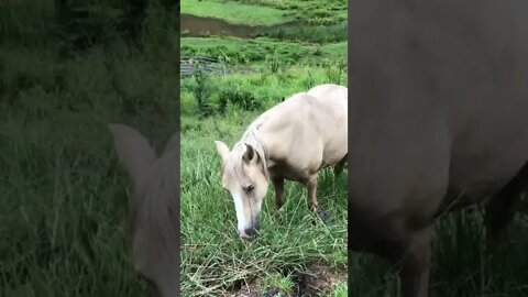 Past flood - Fat Brumbies graze near us the day after a flash flood