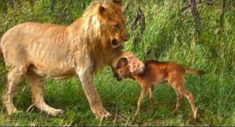 Lion shaves a baby culf from another lion attack