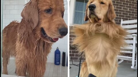 My cutest Dog after bathing is getting fresh with hair dryer