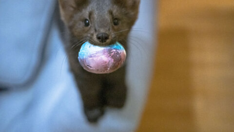 Buddy the sable is fighting his owner to get some eggs