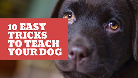 10 Easy Tricks to Teach Your Dog