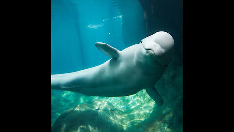 Gentle Beluga whale returns the phone which a girl dropped.