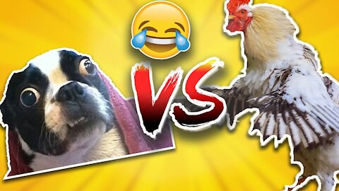 Chicken vs Dog Fight Funny Part#1