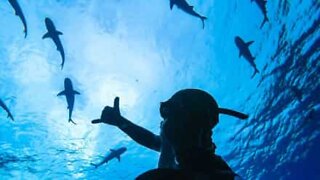 Diver films tense encounter with tiger shark