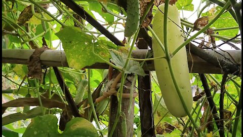 Local Cucumber growing! Farming, Agriculture