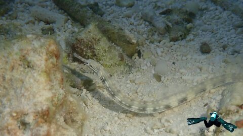 Dragon face pipefish