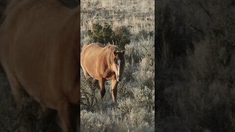 Wild Horses Slow Motion #wildlifephotography #photography #wildlife