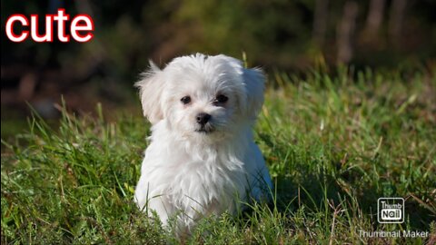 Cute dog play a ball.🐈🐈🐈🐈