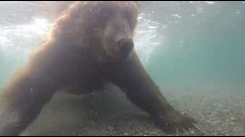 Bear catches salmon with his own two paws