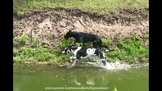 Playful doggies love running through dirt and water