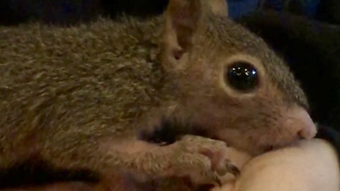 Squirrel kisses