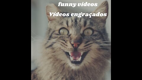 2021 Funny Video of Cute Dogs and Cats.Look at what Gave us!