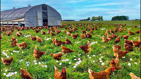 Chinese farmer and his 70,000 chickens become online celebrities