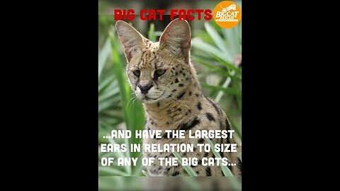 BIG CAT FACTS #4 Serval Facts #bigcatrescue #cats #catvideos #reels #catreels #animalreels #cat