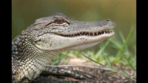 Alligator caught at front door attempting to ring doorbell