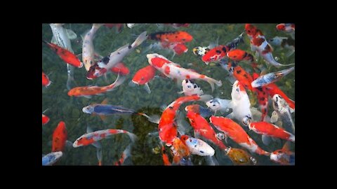 most beautiful koi fish in the world/fish video/koi fish #Latest Nature Video Full HD