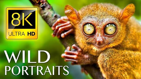 Ultimate Wild Animals Collection in 8K ULTRA HD / 8K TV || Part 2