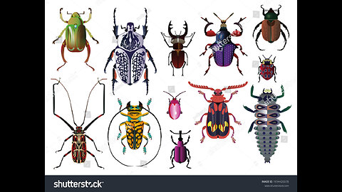 Colorful Insects