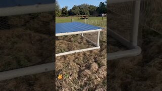 Chicken Tractor roof installed #chicken #chickentractor #chickens #shorts