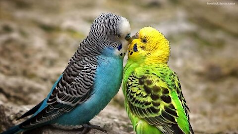 My lovely birds kissing each other