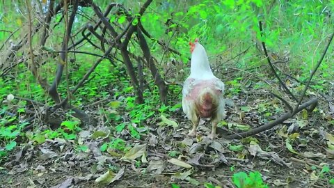 Take egg using banana tree and catch chicken | cook egg in tomatoes for -Eating delicious-10