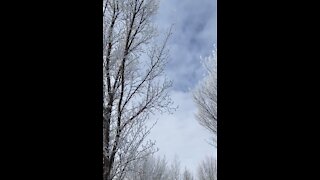 Hoarfrost on the trees in Calgary, Alberta.