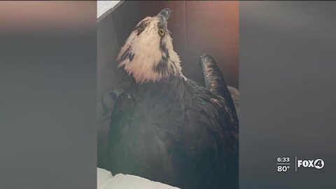 Osprey rescued by Bonita Fire