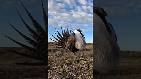 Male Greater Sage-Grouse tednewy