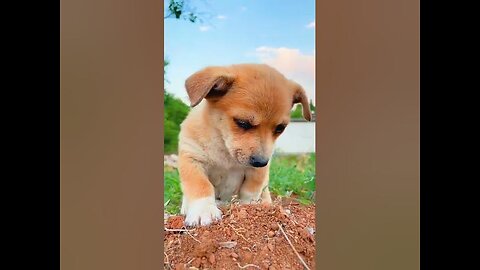 Funniest Animals~Best Funny Animal Videos 🐕