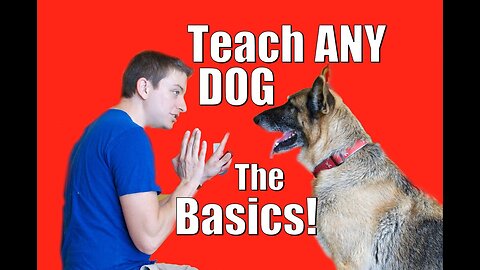 Dog Training 101: How to Train ANY DOG the Basics