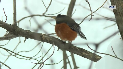 Bay Beach Wildlife Sanctuary takes extra steps to keep animals warm