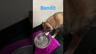 [Shorts 0188] BANDIT