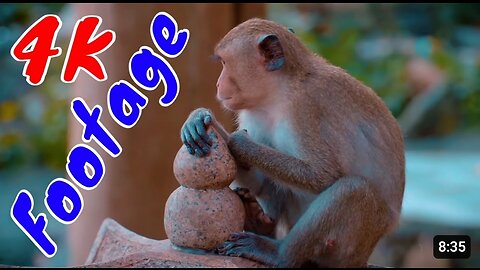 4K Quality Animals Footage - Monkeys Beautiful Scenes.