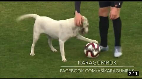 How a Dog brought Football match to Halt..