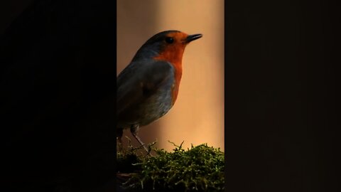 Birds in the Forest #birds singing #meditation music #calm