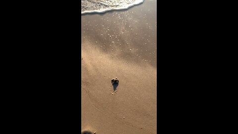 Baby Turtle heading for the Water