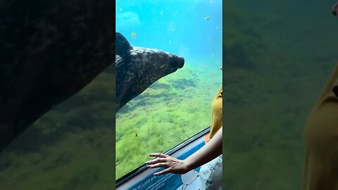 Pro seal #viral #amazing #funny #memes #fyp #shorts #shocking #animals #life #seal #sealife #ocean