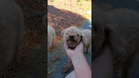 My red poodles playing in the yard #poodles #red poodles #puppies #dogs #toy poodles