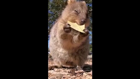 Best and funniest squirrel & chipmunk videos