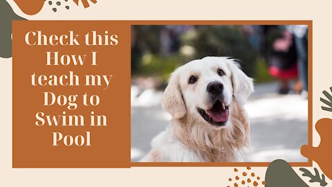 Check this How I teach my Dog to Swim in Pool