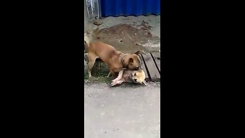 Street Dog fight 😨😨😨😳😳 #rumble #shorts #rumbleshorts #viral