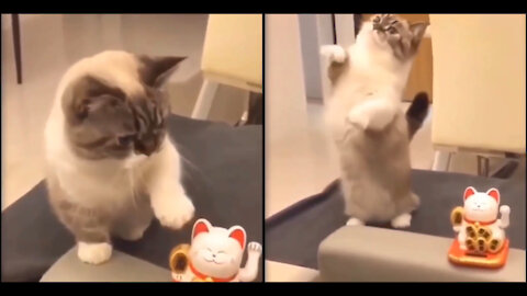 kitten tries to imitate the lucky chinese cat #funnycats #catvideo #cadvid #catvids