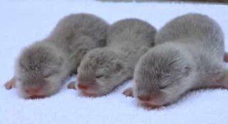 Sjarmerende video viser et sjeldent oterkull i en amerikansk zoo