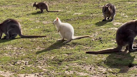 Jump for Joy: Kangaroo Zooey's Endless Energy #follower