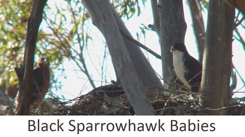 Black Sparrowhawk mom, defending against African harrier-hawk and feeding time!